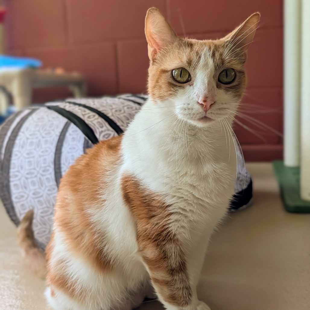 Simba, photo 11