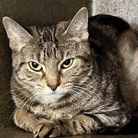 CLOVER - Domestic Shorthair available for adoption