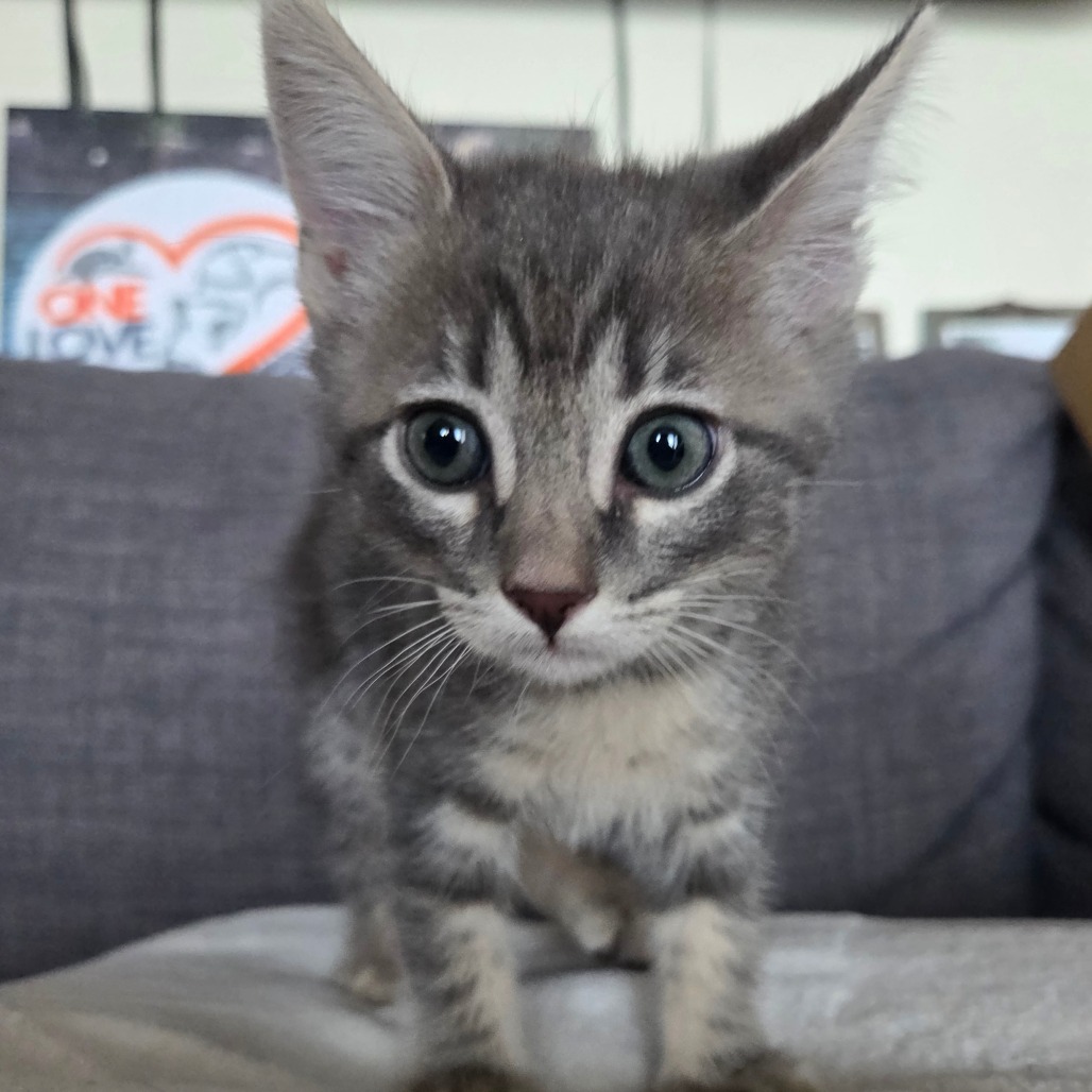 Tzatziki, photo 2