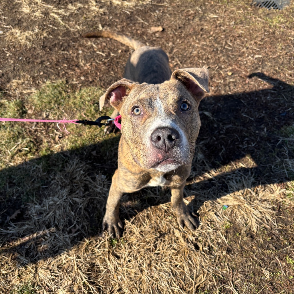 Gojo — thumbnail 4