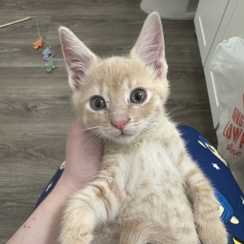 Leo