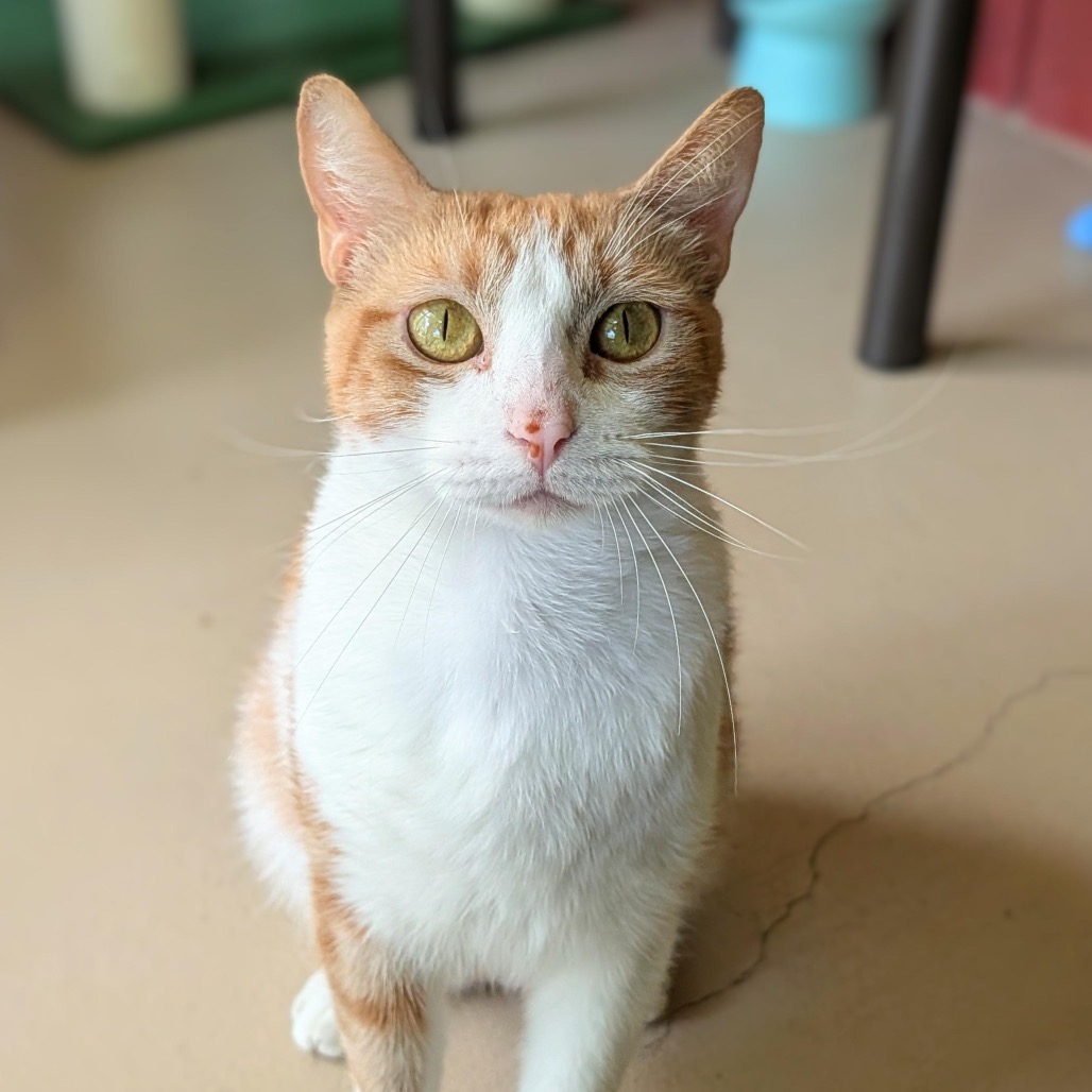 Simba