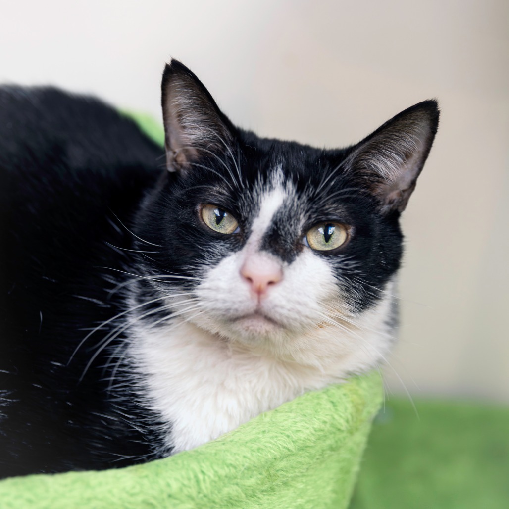 TUCK - Domestic Shorthair available for adoption