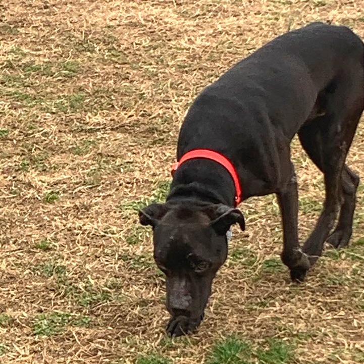 Pepper — thumbnail 8