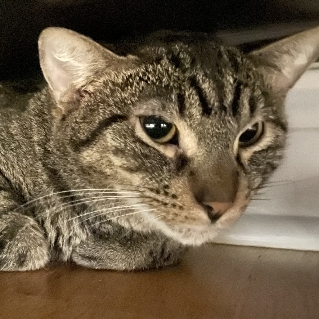 Sakay — thumbnail 4