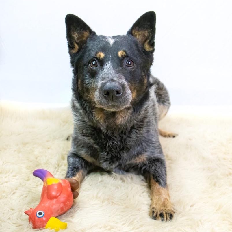 Australian Cattle Dog
