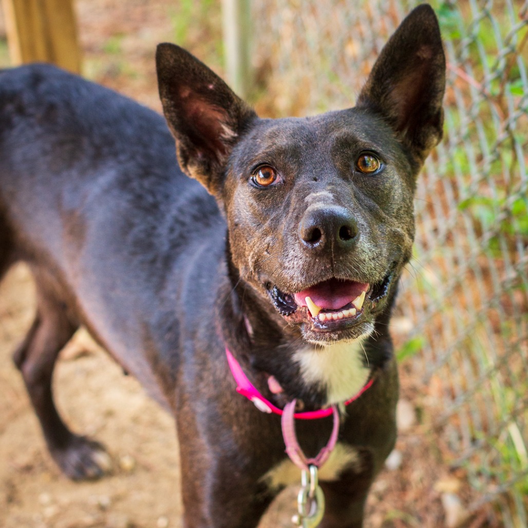 ANABELLE - Shepherd, German / Mix available for adoption