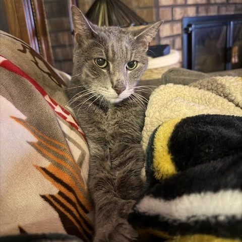 Peanut C12781