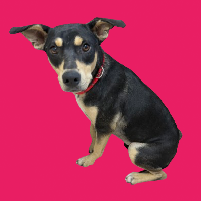  Photo of TUSC-Stray-82566