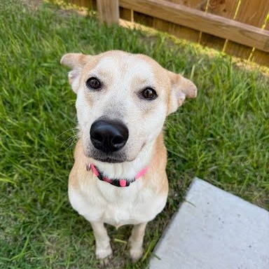 Blix, available for adoption at PVAS