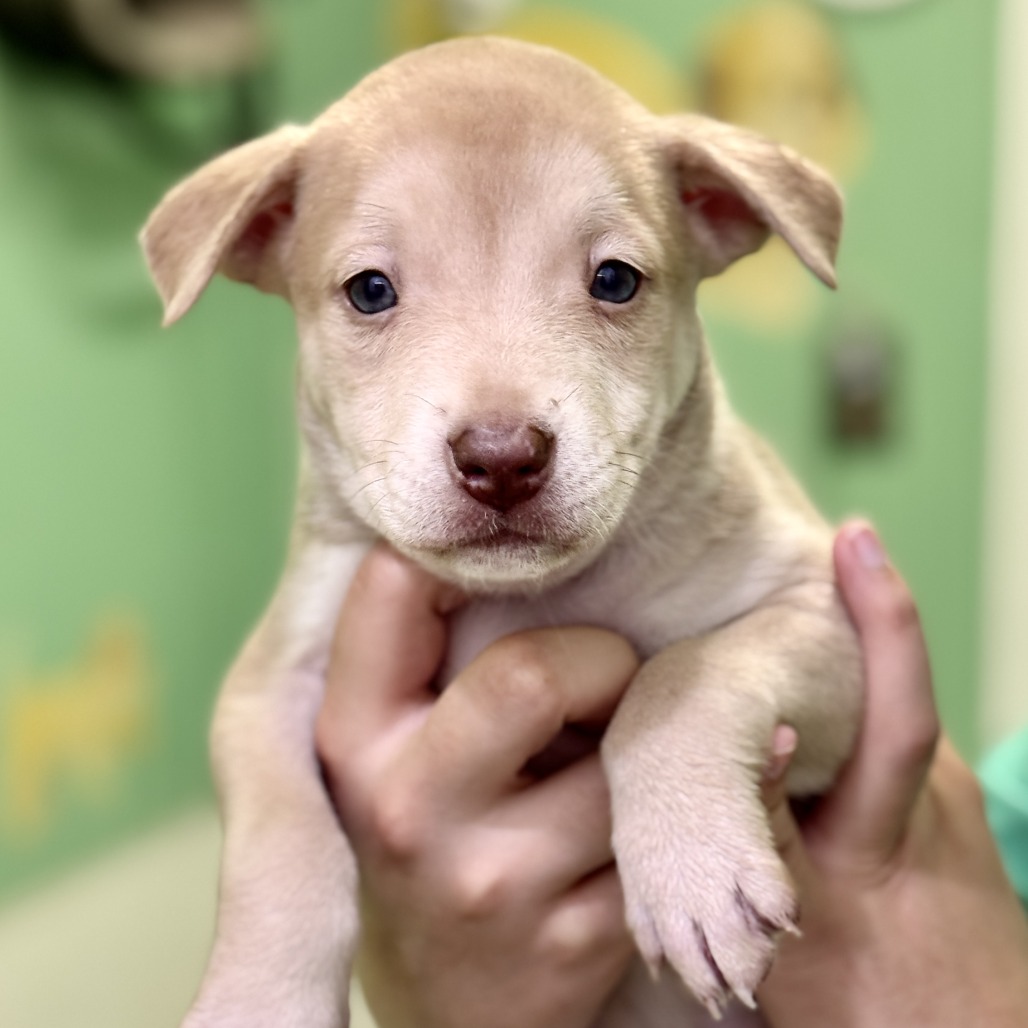 Nala — thumbnail 4