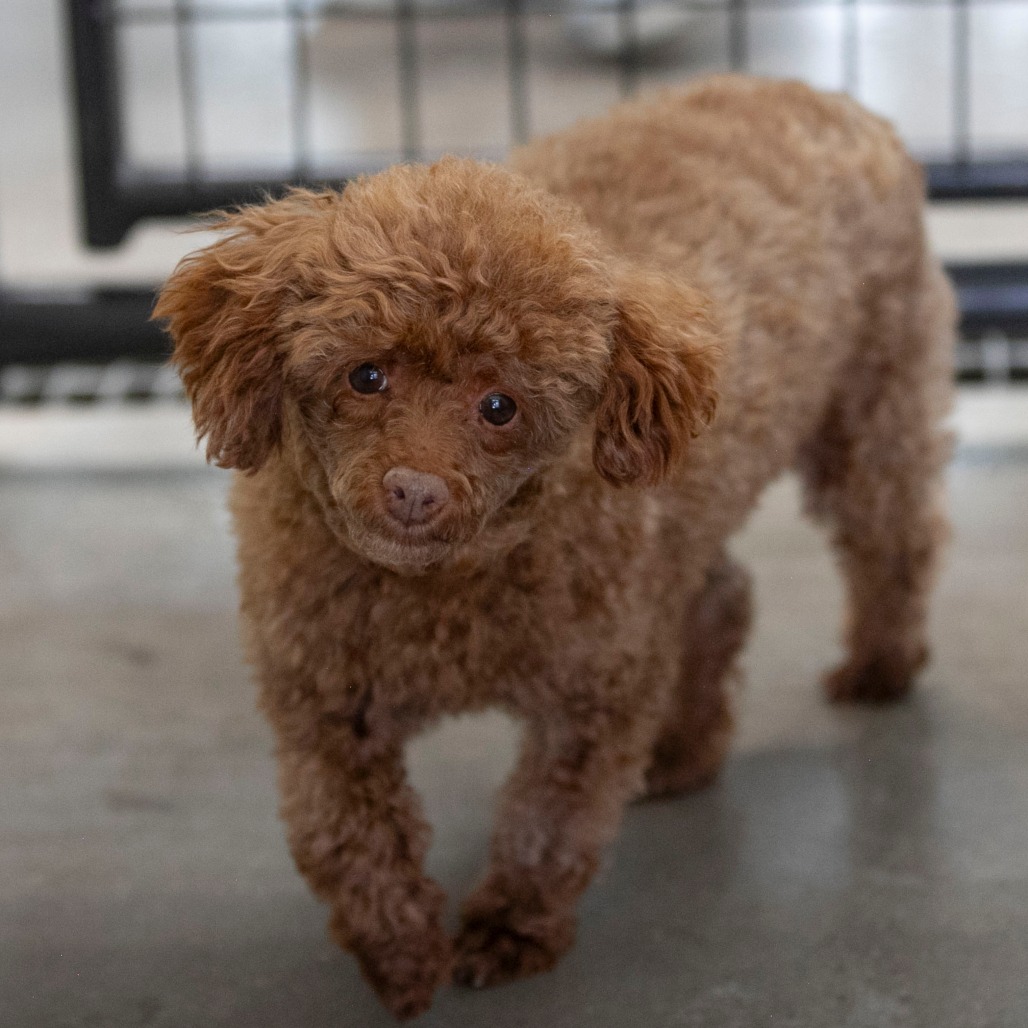 Chase (F26-05), photo 16