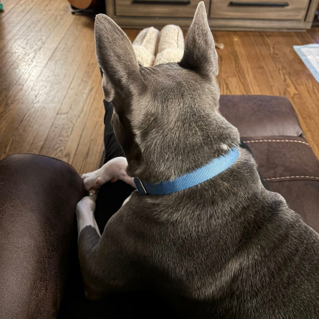 Photo of King Beetle 35