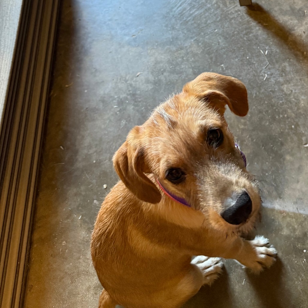 Buffy — thumbnail 3