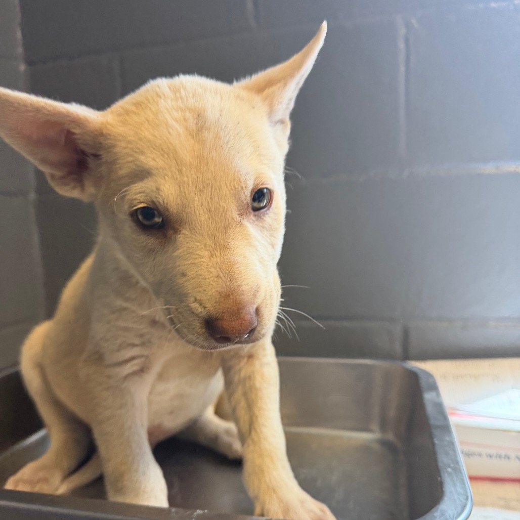 Tusc Stray 84246 2 3 4 5