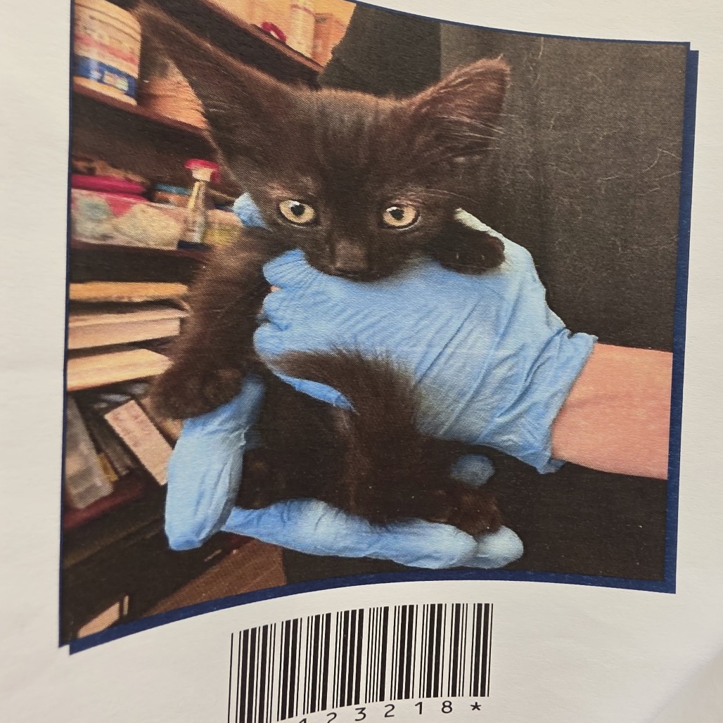COAL - Domestic Shorthair available for adoption