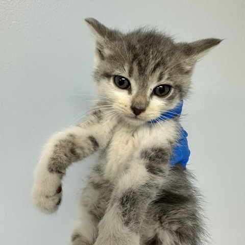Artemis