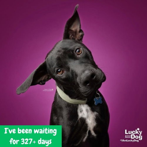 HOCUS - Retriever, Labrador / Terrier available for adoption
