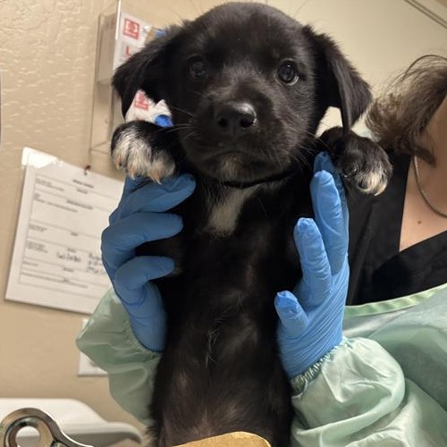 Tamales: Male 2 Mixed Breed (Medium)