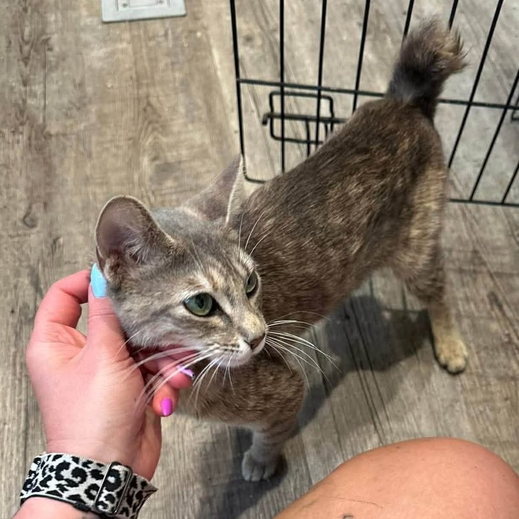 SWEETIE-AT PETSMART MADISON EAST - Domestic Shorthair available for adoption