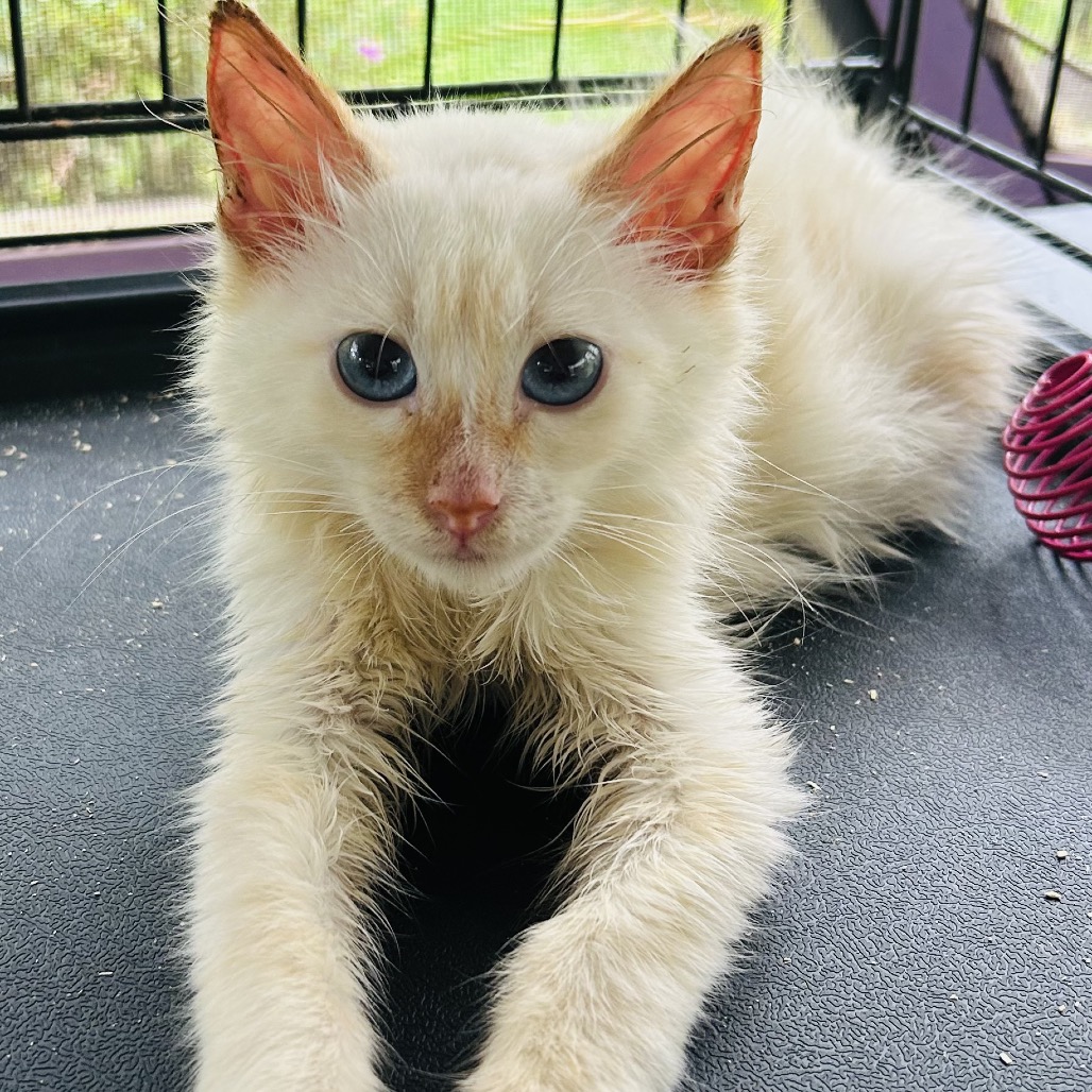 Casper (formerly C1) Image