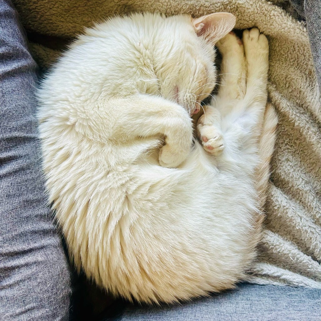 Cayenne, photo 7