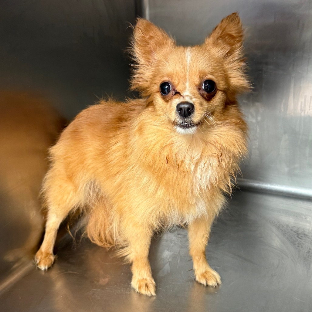 Photo of TUSC-Stray-84467