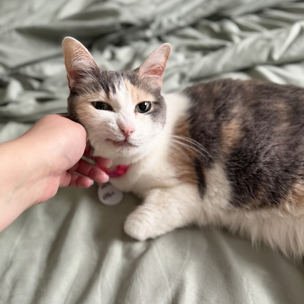 Kali, photo 4