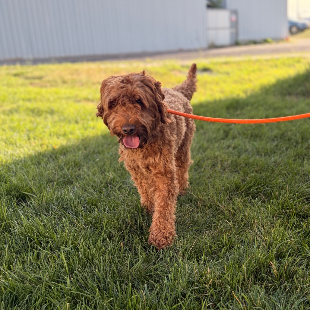 Mixed Breed