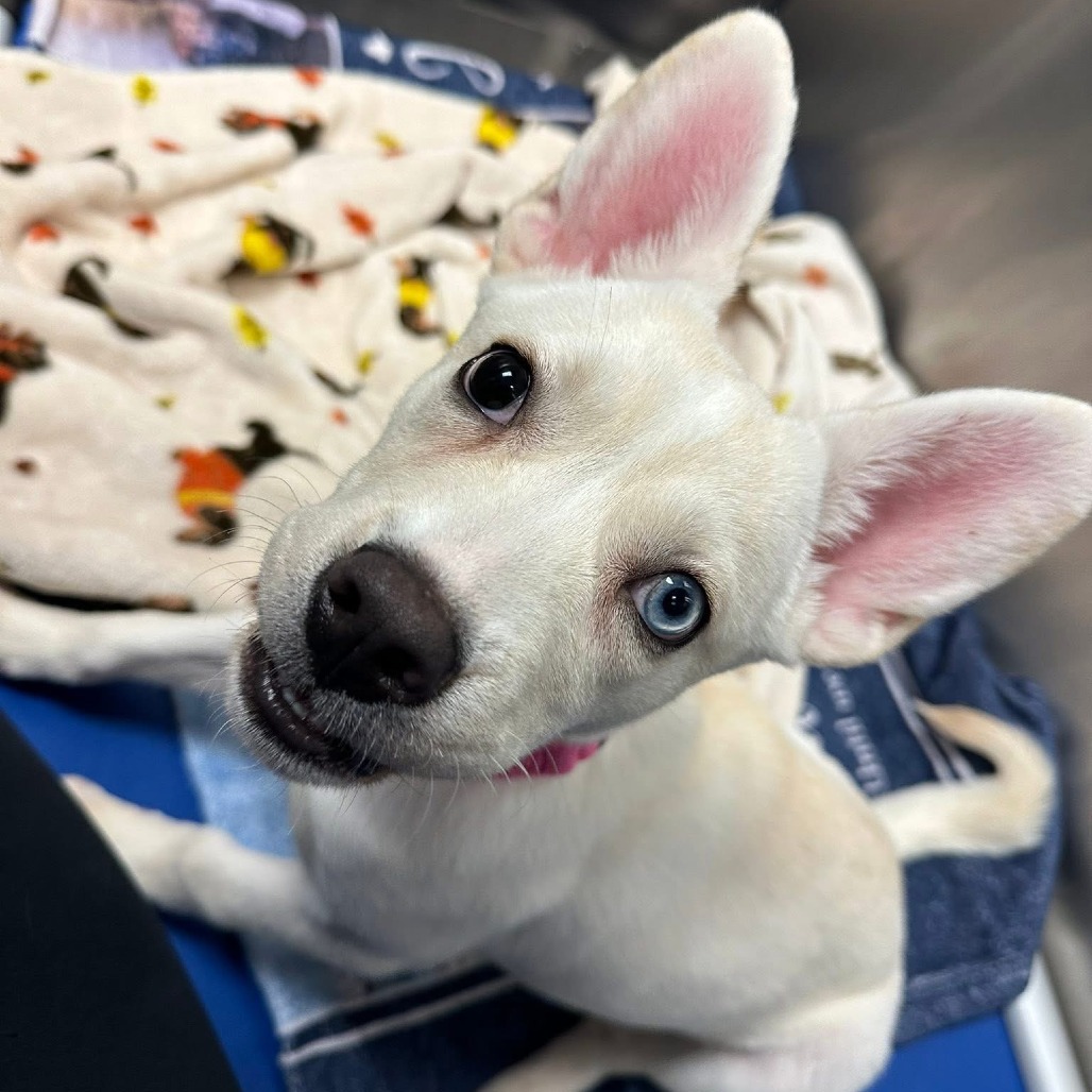 Photo of Squirrel  4