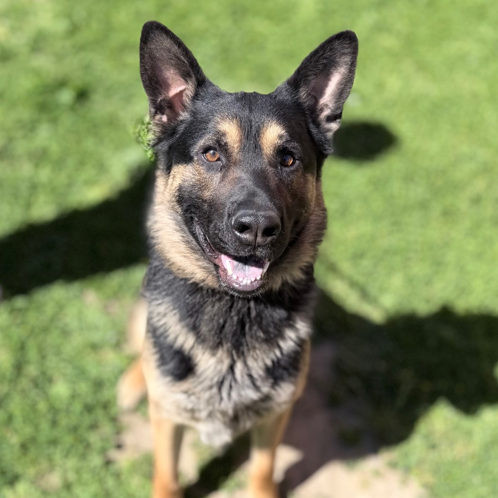 Kennel#7 Sarge's preview photo