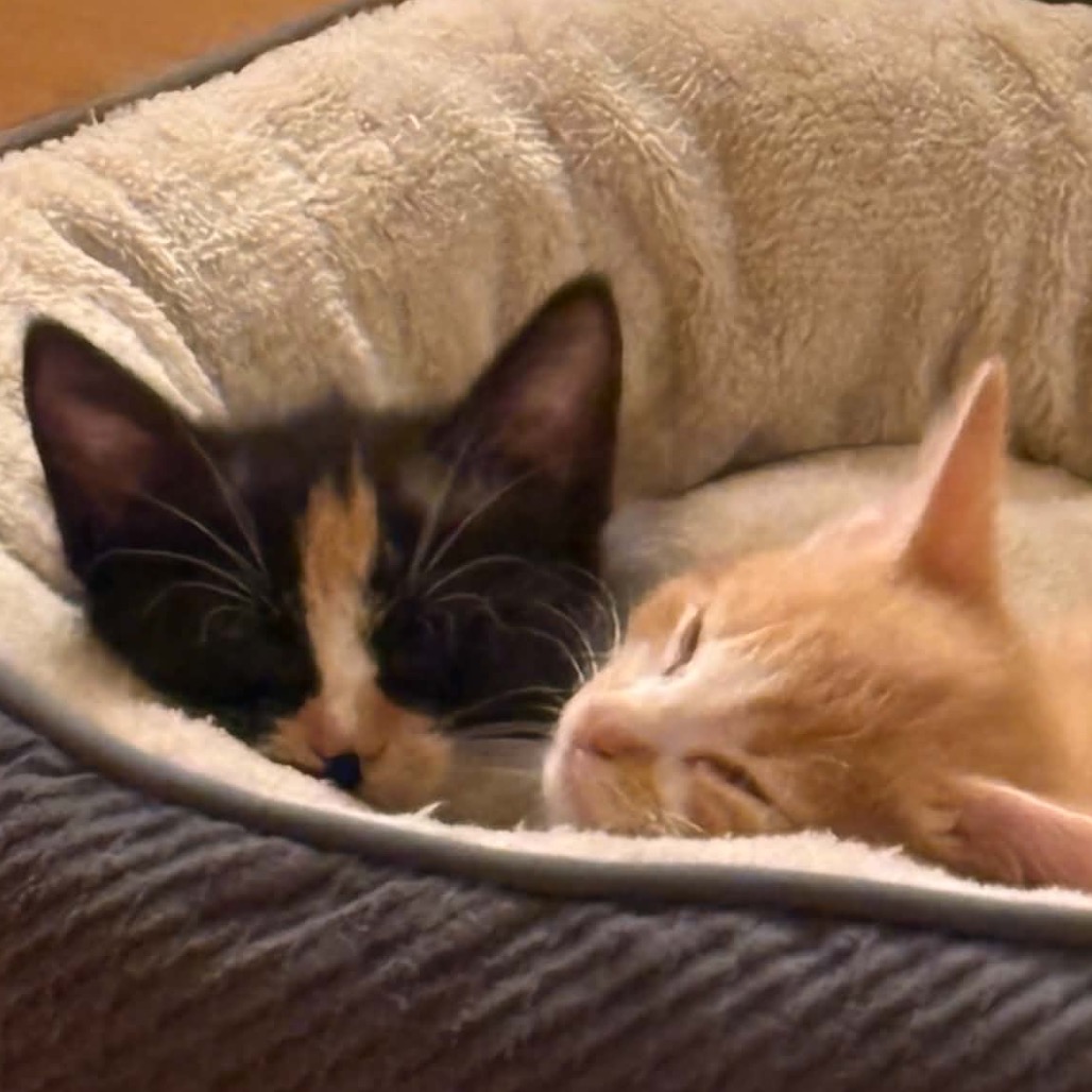 BURNT ENDS & BANANA PUDDING - Domestic Shorthair available for adoption