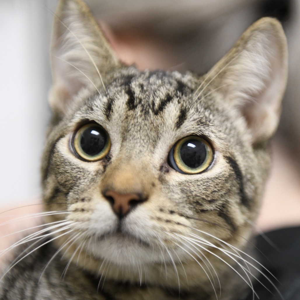 Pono - Domestic Shorthair