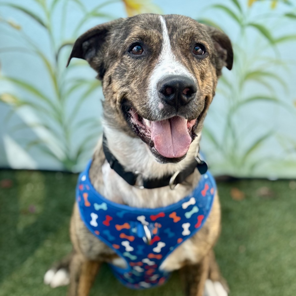 Photo of Coyote playing