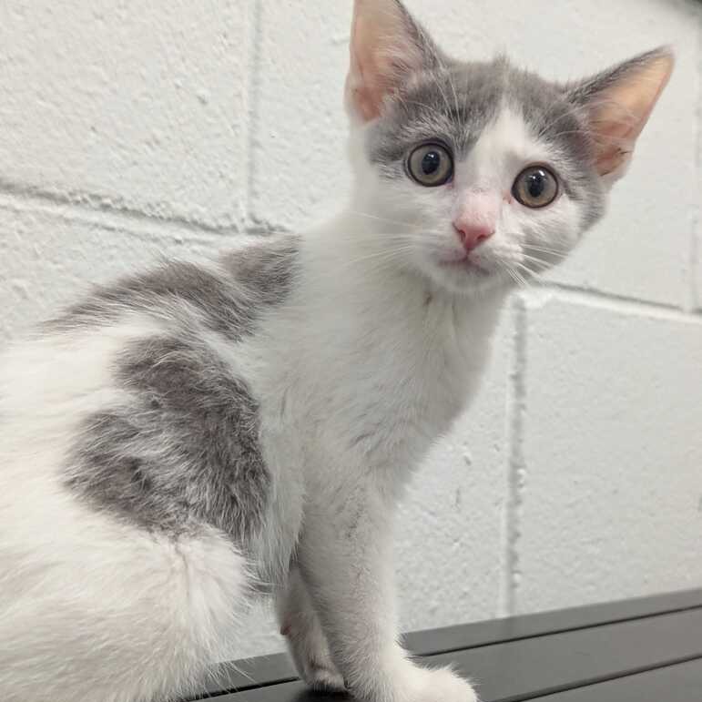 MISTY - Domestic Shorthair available for adoption