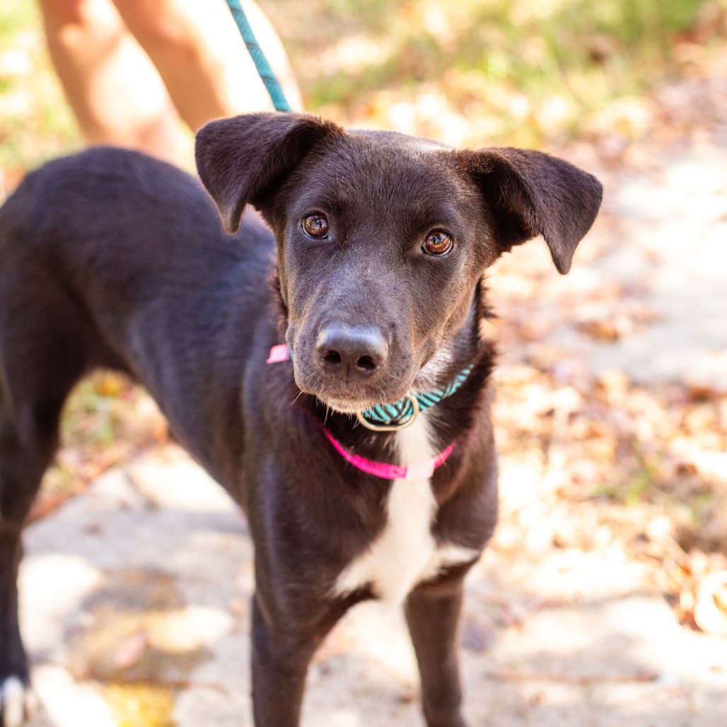 DAISY MAE - Retriever, Labrador / Feist available for adoption