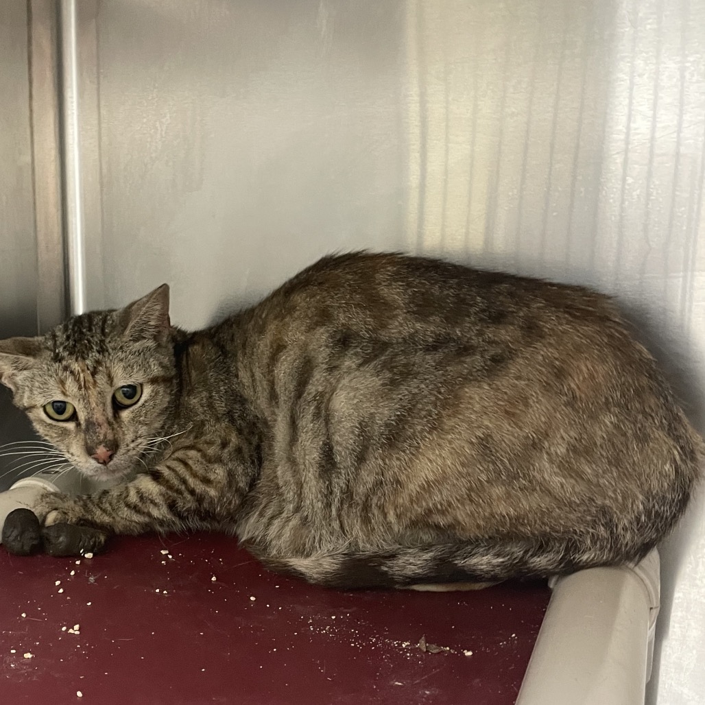LUBBY - American Shorthair available for adoption