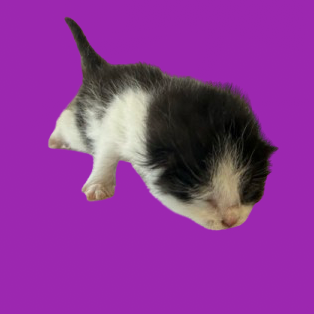 Tusc Stray 81586