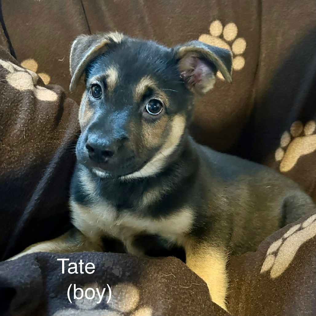 Tate