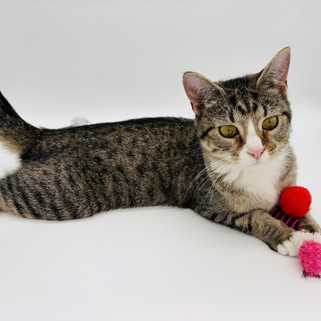 Chi Chi (adoptable with Digit) ** Cerebellar Hypoplasia**, photo 5