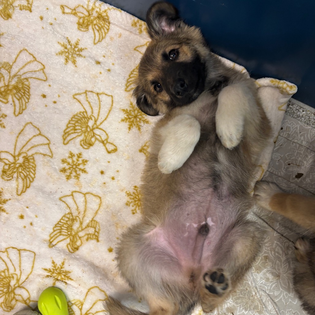 EEL - Shepherd, German / Mixed Breed (Large) available for adoption