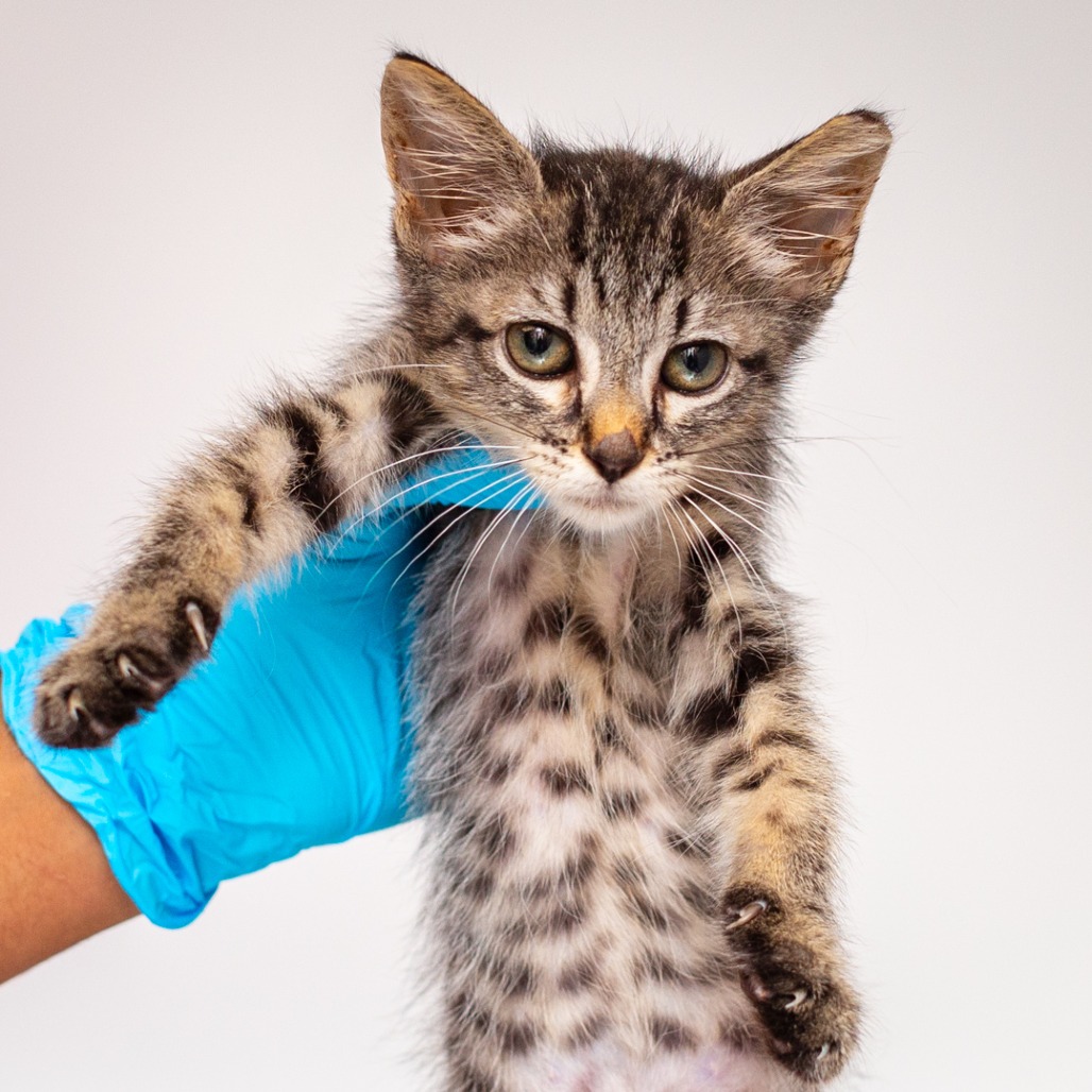 OWL - Domestic Shorthair / Mix for adoption in Hattiesburg
