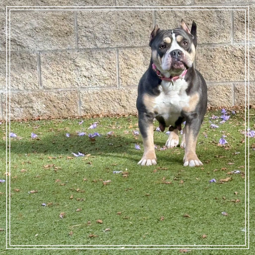 DARCY, photo 6