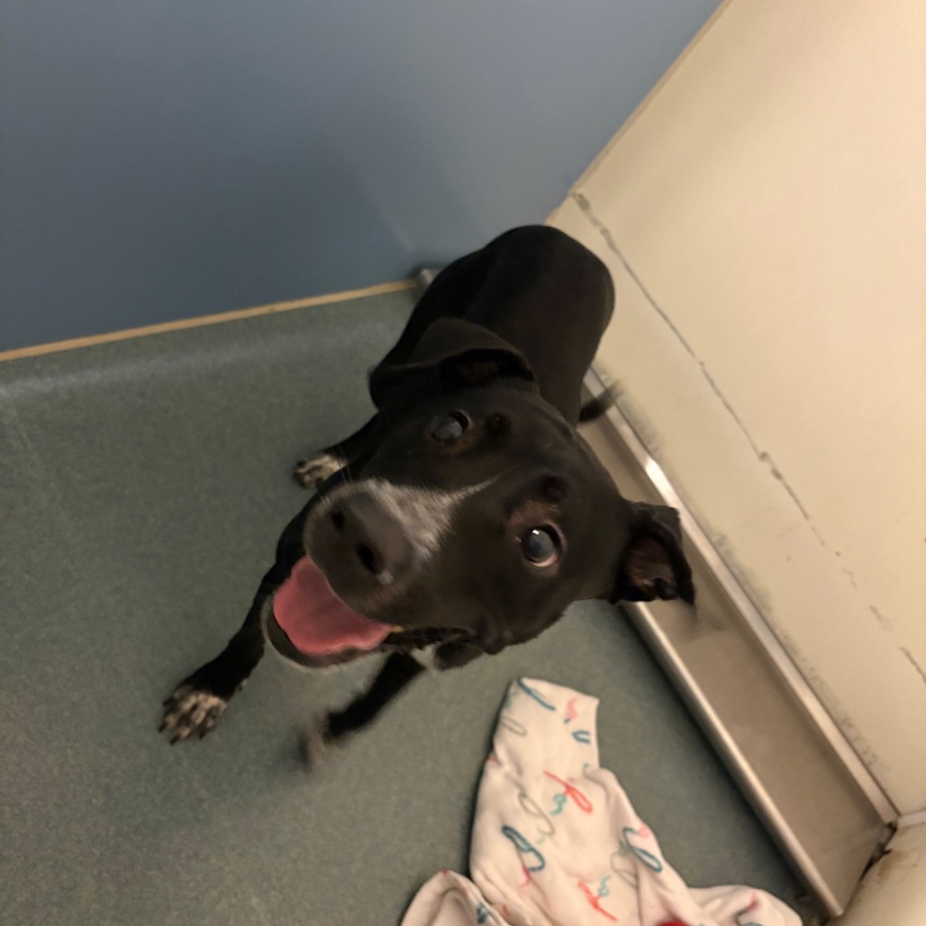 PEACHES (ANGEL) - Retriever, Black Labrador / Collie available for adoption