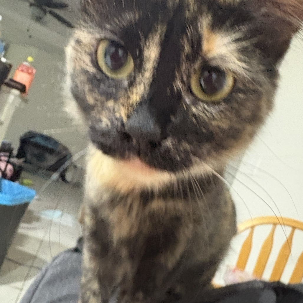 Artemis, photo 16