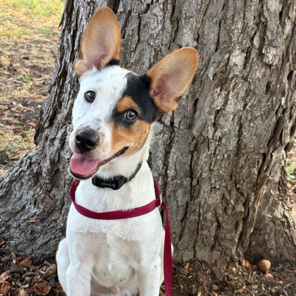 Baxter, photo 6