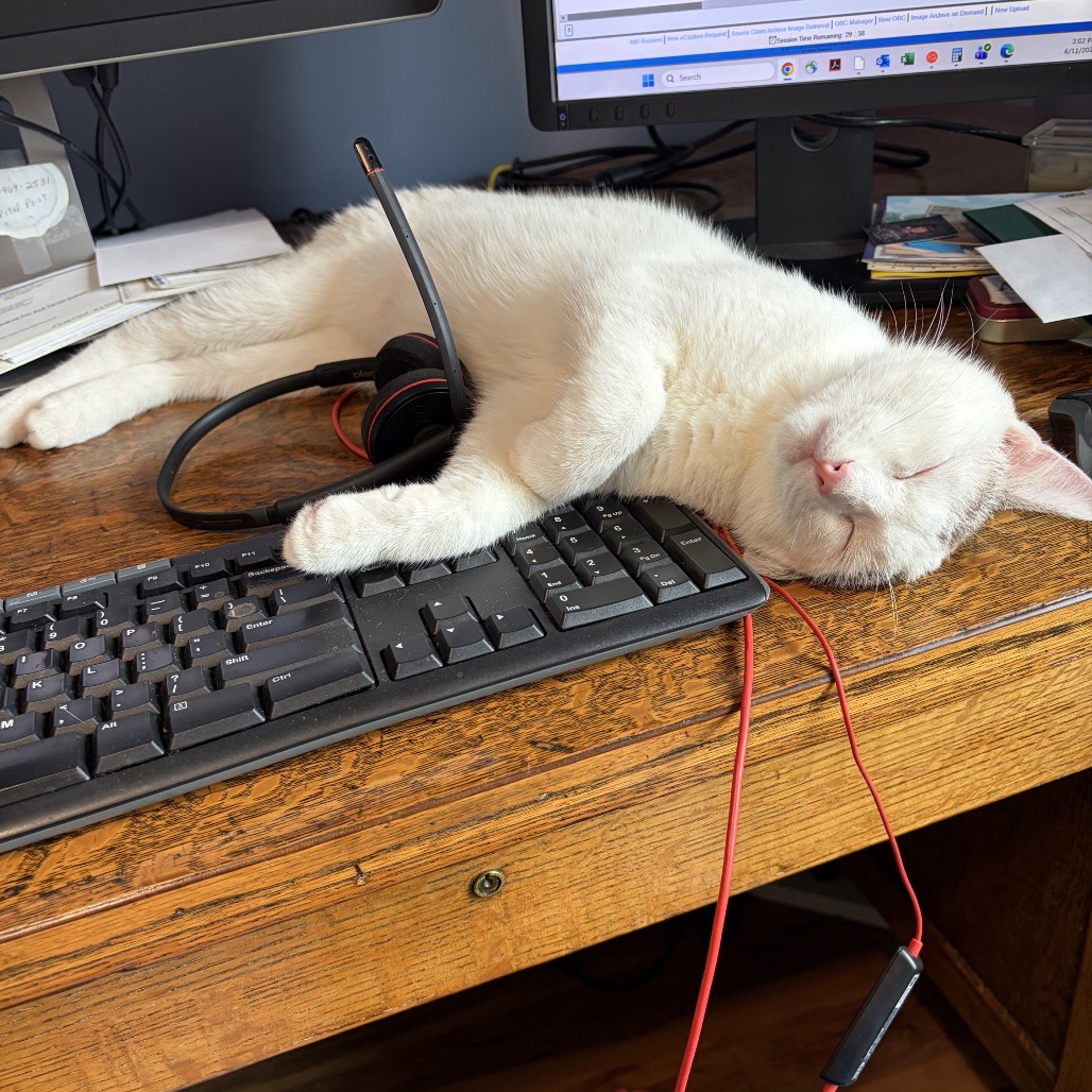 Mochi, photo 4