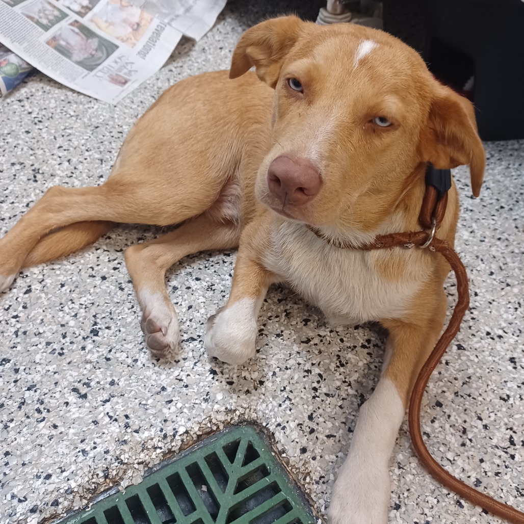 CRADLEY BOOPER - Shepherd, Australian / Collie available for adoption