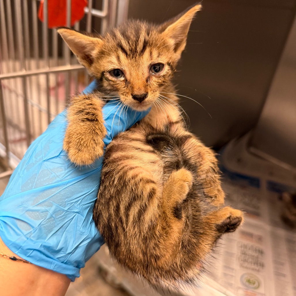 PHIL - Domestic Shorthair available for adoption