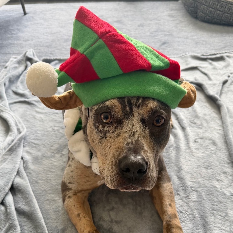 Photo of Shadow playing